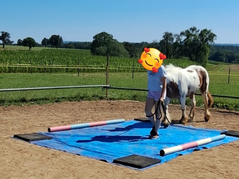 Jungpferd Liberty auf Erkundung